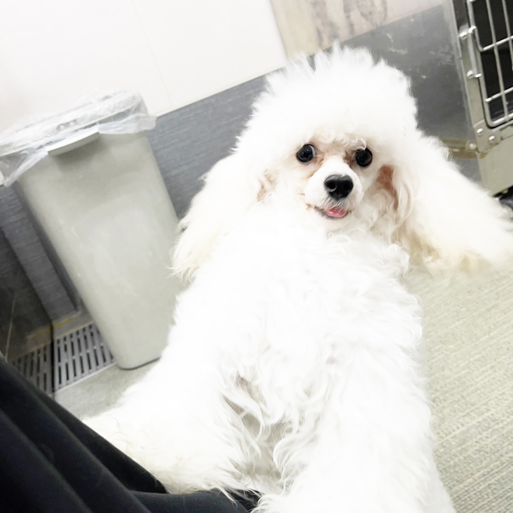 生徒が撮影したモデル犬写真①